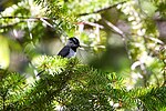 Thumbnail for File:Mountain chickadee (48408171807).jpg