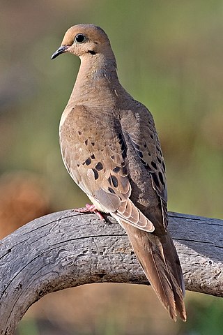 <span class="mw-page-title-main">Mourning dove</span> North American bird in the family Columbidae