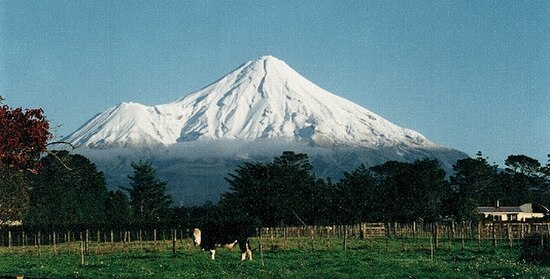 View of Mount Taranaki from SLUGS , facing west. Fanthams Peak is to the left of the main peak. The cow in the foreground is emblematic of Taranaki as