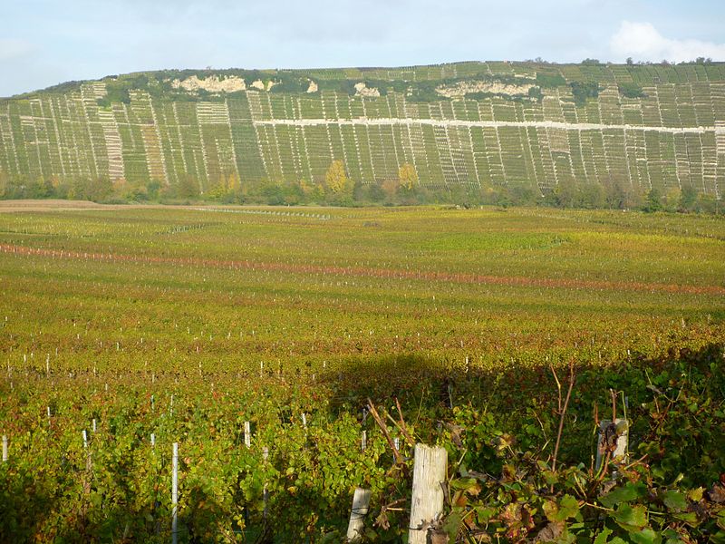 File:Mundelsheim - Weinanbau und Felsengärten im Neckartal.jpg