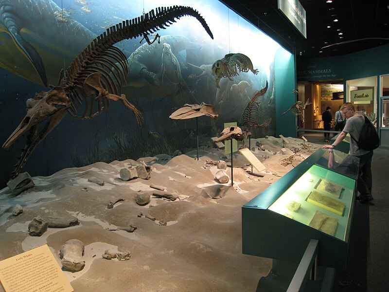 File:Museum of Natural History (3565914792).jpg