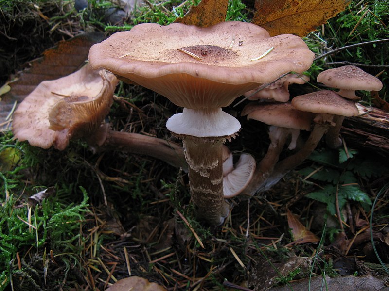 File:Mushroom-IMG 4555.JPG