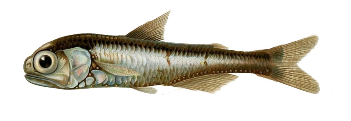 Lanternfish - Wikipedia