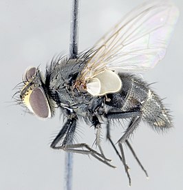 Myiopharus infernalis