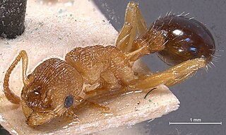 Myrmica scabrinodis scabrinodis Subspecies of ant