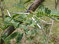 Stipular spines on the mesquite tree, Prosopis pallida.