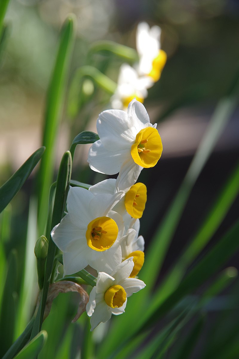 Жила с нарциссом. Нарцисс тацетта. Narcissus tazetta var. Chinensis. Самый красивый живые нарциссы. Нарцисс у воды.