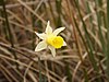 Narcissus nevadensis.JPG