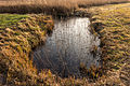 Nationaal Park Weerribben-Wieden. Bevroren poel in zompig biotoop.