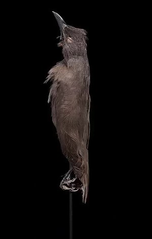 Naturalis Biodiversity Center - RMNH.AVES.110031 - Aplonis pelzelni Finsch, 1876 - Pohnpei Starling - specimen - video.webm