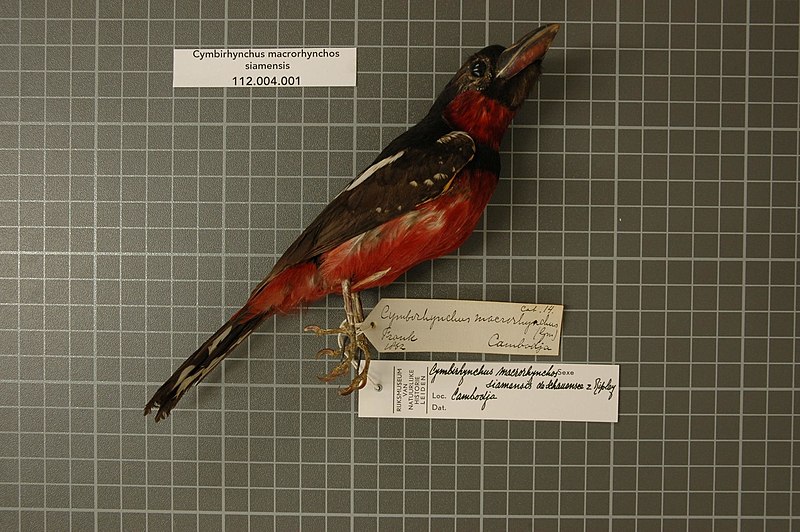 File:Naturalis Biodiversity Center - RMNH.AVES.120035 - Cymbirhynchus macrorhynchos siamensis de Schauensee & Ripley, 1940 - Eurylaimidae - bird skin specimen.jpeg