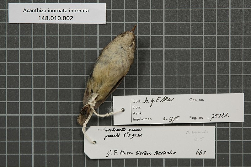 File:Naturalis Biodiversity Center - RMNH.AVES.75228 2 - Acanthiza inornata inornata Gould, 1841 - Acanthizidae - bird skin specimen.jpeg