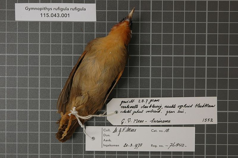 File:Naturalis Biodiversity Center - RMNH.AVES.76840 2 - Gymnopithys rufigula rufigula (Boddaert, 1783) - Formicariidae - bird skin specimen.jpeg