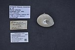 Miniatura para Calliostoma waikanae