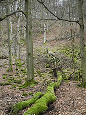 Rezervație naturală de pădure 06-005 Meißner 2020-02-22 f.JPG