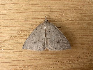 <i>Nearcha nullata</i> Species of moth