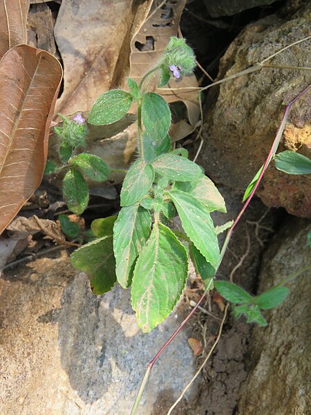 File:Nelsonia canescens - Blue Pussyleaf at Peravoor (8).jpg