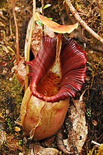 Thumbnail for Nepenthes ovata