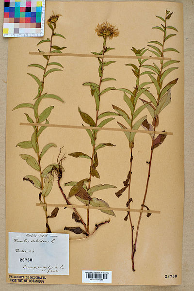 File:Neuchâtel Herbarium - Inula salicina - NEU000017266.jpg