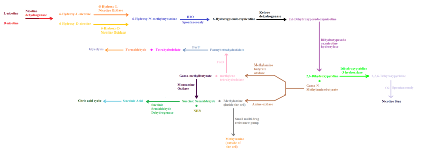 A map of nicotine metabolism originated from P. nicotinovorans plasmid pAO1 Nicotine metobolism originated from P. nicotinovorans plasmid pAO1.png