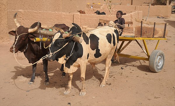 Boy on an ox-drawn cart in Niger