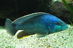 ♂ Nimbochromis polystigma