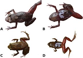 Görüntünün açıklaması Noblella madreselva 03.jpg.