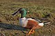 Northern-Shoveler Anas-clypeata.jpg