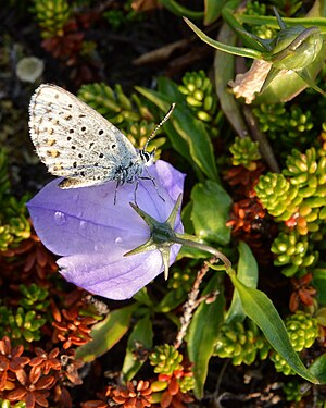 Blue (Polyommatinae) on Bellflower (Campanula sp.)