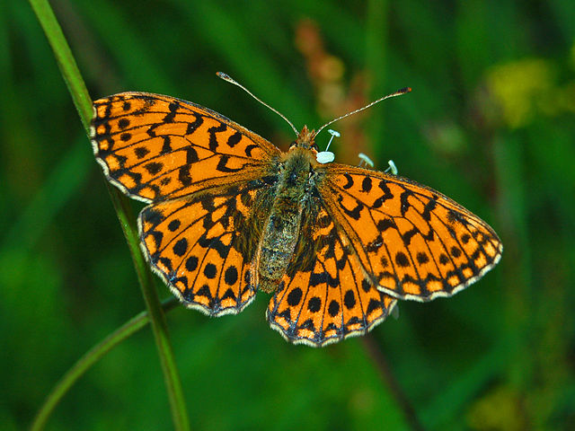 Bộ sưu tập cánh vẩy 4 - Page 50 640px-Nymphalidae_-_Boloria_%28Clossiana%29_dia