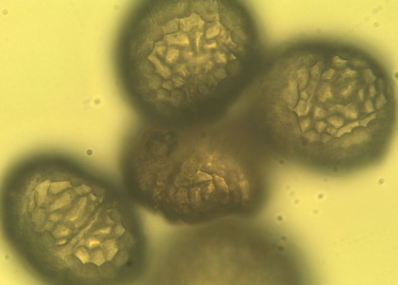 Datei:Ocimum basilicum Pollen 400x.jpg