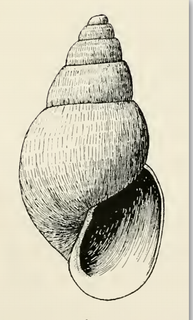 <i>Odostomia moratora</i> species of mollusc