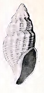 <i>Oenopota kyskana</i> Species of gastropod