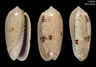 <i>Oliva emeliodina</i> Species of gastropod