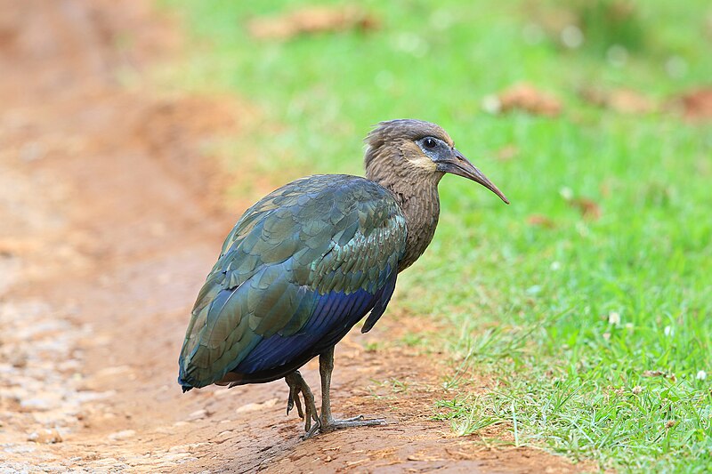 File:Olive Ibis.JPG