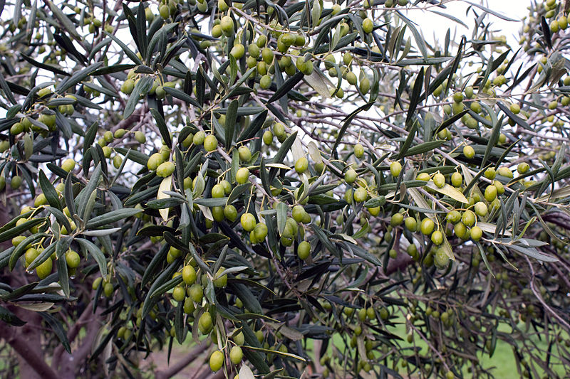 File:Olives, Lighthouse Olive Grove, Drysdale Victoria Australia (4650430861).jpg