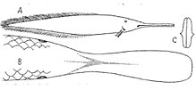 Ompax spatuloides 1879.jpg