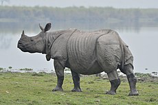 One horn Rhino in Kaziranga national park.jpg