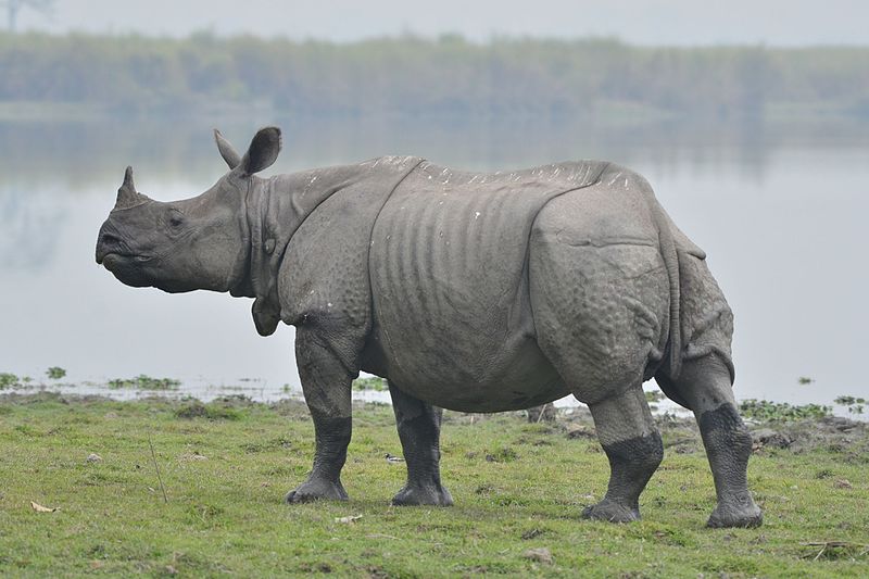 Single horned rhino wiki