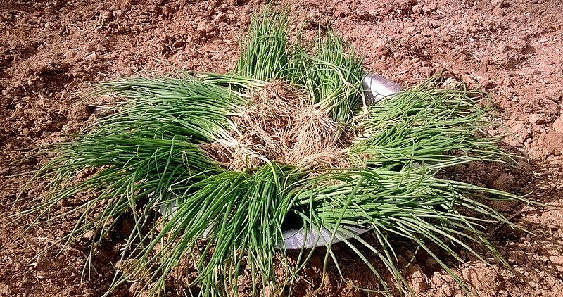 File:Onion seedlings.jpg