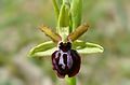 Ophrys garganica flower