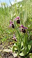 Ophrys holoserica Germany - Iffezheim