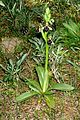 Ophrys kotschyi Cyprus