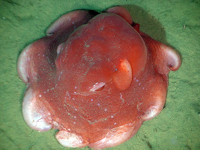 Flapjack Octopus 640px-Opisthoteuthis_californiana