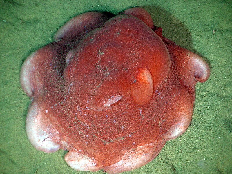 Archivo:Opisthoteuthis californiana.jpg