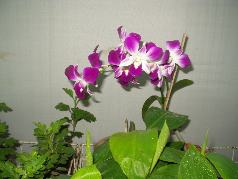 صورة:Orchid01.JPG