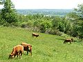 Panorama depuis la D 110.