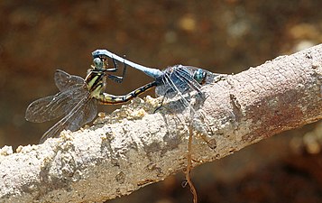 Blue Marsh Hawk Orthetrum glaucum mating