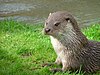 Southwold.jpg-da otter