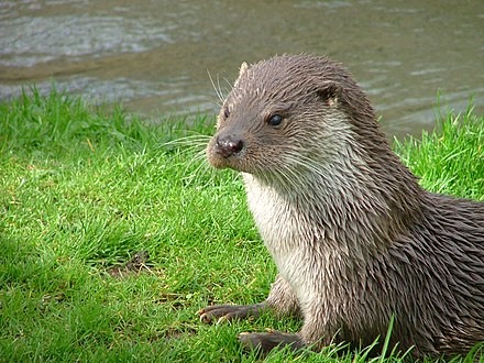 European otter, England